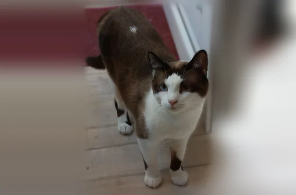 Animaux perdus Paris, photo: Chat perdu mâle, Chemin du Chaillot, 17, Saintes, Paris - œil gauche mort, pucé