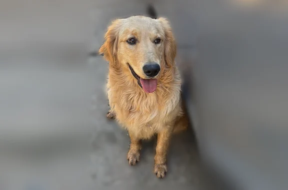 Lost dog, East Foppiano Lane, 6698, Morada - male - photo