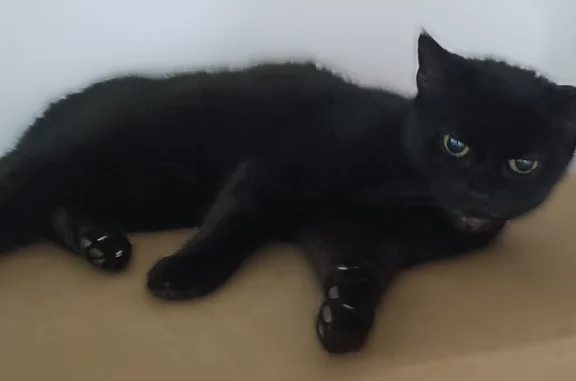 Animaux perdus Paris, photo: Chat perdu, Rue Wolfgang Amadeus Mozart, 1, Paris - femelle, noir, craintive