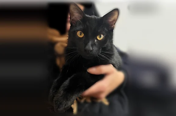 Chat perdu mâle, Chemin de la Boyère, 144 Bis, Mougins - tout noir - photo