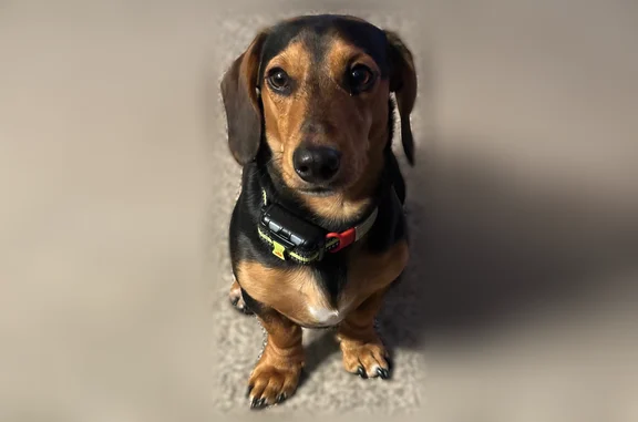 Lost dog, Barnette Drive, 175, Arlington — male black and tan dachshund - photo