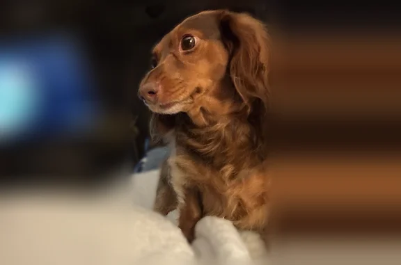 Lost dog, Barnette Drive, 175,...