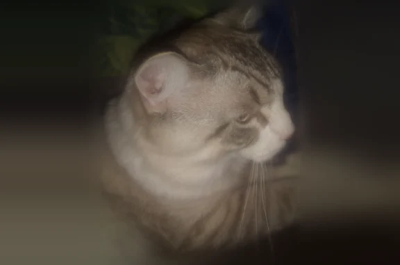 Lost cat, Scranton, Pennsylvania, Scranton - male - white with grey and black striped legs - photo