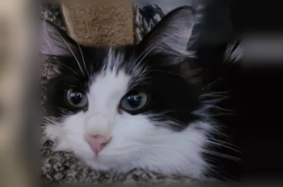 Animaux perdus Guyancourt, photo: Chat perdu mâle, Place Pierre Bérégovoy, 8, Guyancourt - noir et blanc, poils très longs