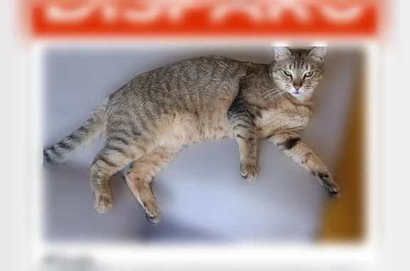 Animaux perdus Vitrolles, photo: Chat perdu mâle, Rue de Fontblanche, 66, Vitrolles
