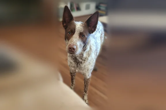 Lost dog, R Street, 1007, Newm...
