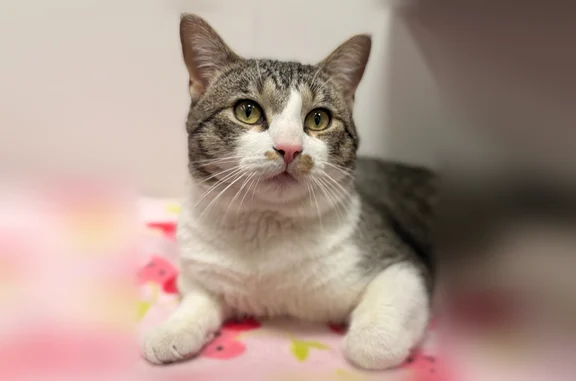 He has green eyes , a little mustache on his face , grey and black striped tale , light brown spot of right side of ear , he is neutered but does not have a chip