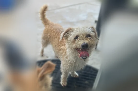 Found dog Lancaster, photo: Found dog, Byron Drive, 44441, Lancaster - female, friendly, traveling with another small dog