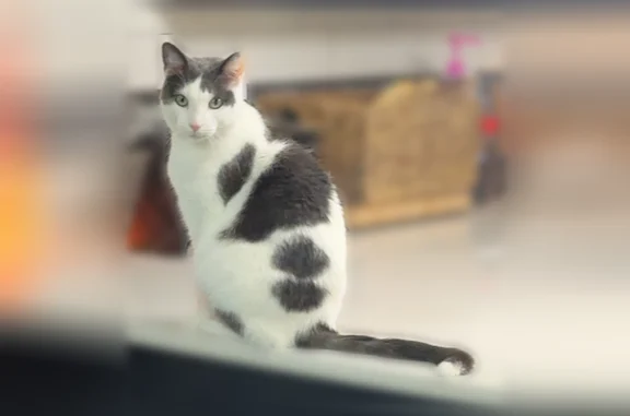 Missing cat Evansville, photo: Lost cat, Peacock Lane, 6318, Evansville - male, mostly white with dark grey spots