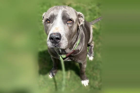 Lost dog, Glenshire Drive, 353...