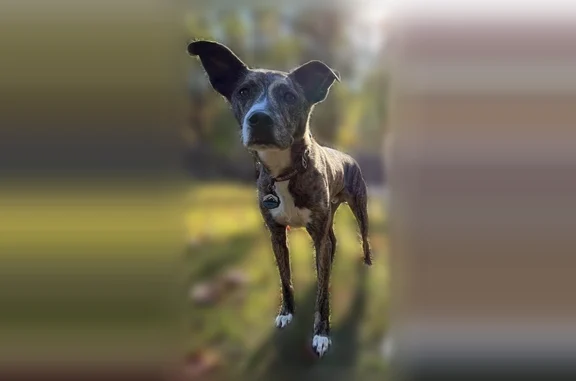 Missing dog Male, Mount Zion (...