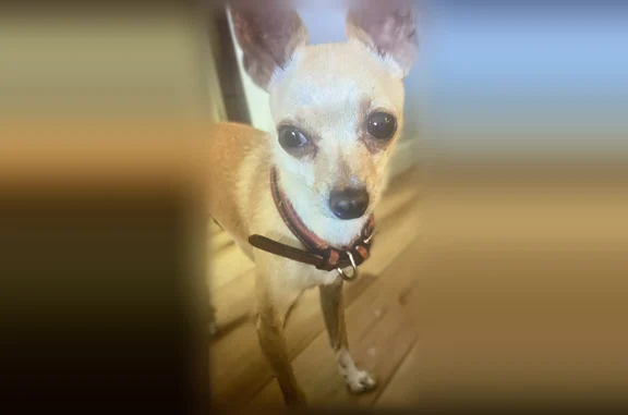 Lost dog, male, Whittier, Cali...