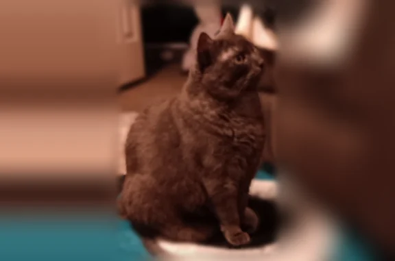 Lost cat, Hanfor Avenue, 15123, Allen Park - female - photo