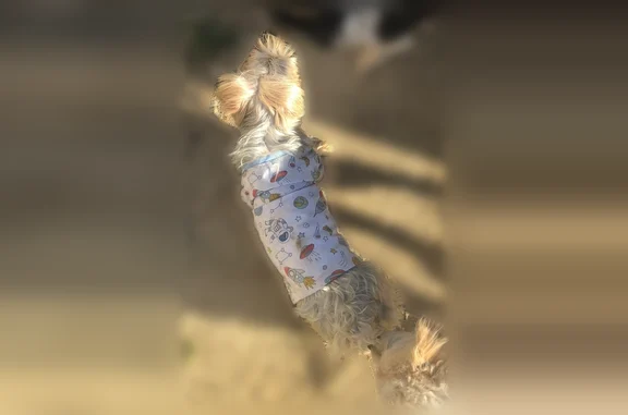 Found dog Perris, photo: Found dog, Mazie Ave, 21197, Perris - wearing a white space-themed sweater/shirt
