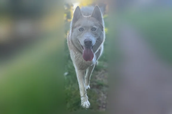Found dog Federal Way, photo: Found dog, 4th Place South, 30612, Federal Way - male