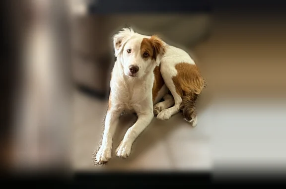 Lost dog, South 41st Drive, 72...