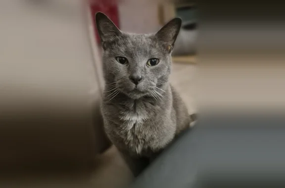 Chat perdu, Roubaix, photo: Chat perdu mâle, Boulevard du Général de Gaulle, 127, Roubaix - gris aux poils courts, yeux jaunes