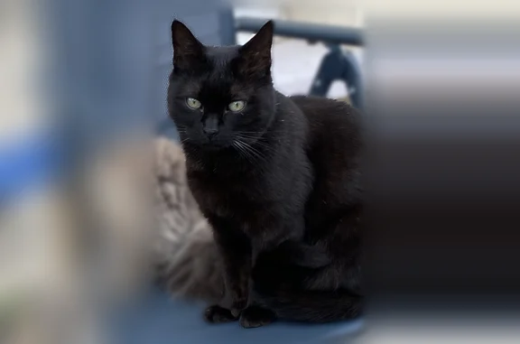 Animaux perdus Hagondange, photo: Chat perdu, femelle, Rue de l'Étang, Hagondange - toute noire, yeux verts