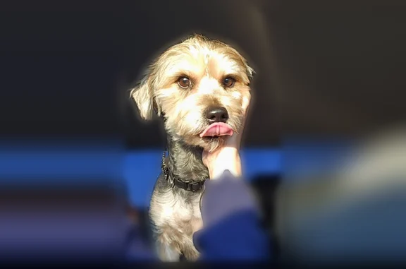 Lost dog, Range Road, 2301, Pittsburg - no collar - photo