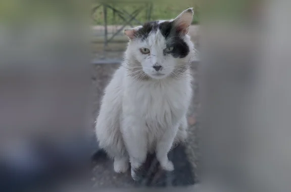 Chat trouvé Dampierre-les-Bois, photo: Chat trouvé, Dampierre-les-Bois - très craintif