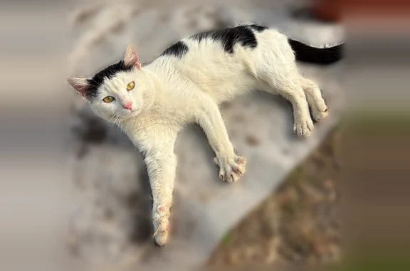 Chat perdu mâle, Avenue Francis Tonner, Cannes, Roquebrune-sur-Argens - noir et blanc, castré et pucé - photo