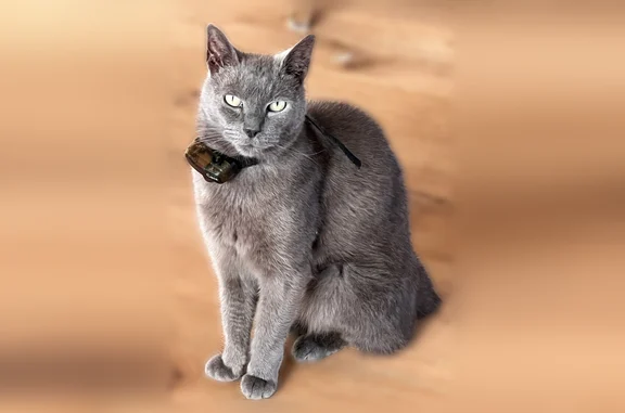 Animaux perdus Saintes, photo: Chat perdu mâle, Montagne, Saintes - gris sans queue, collier noir électrique