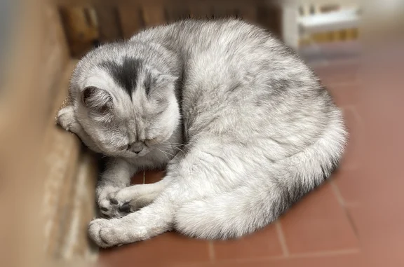 Animaux perdus Paris, photo: Perdu chat mâle, Rue Pierre Bonnard, 14, Perpignan - persan/chinchilla gris blanc