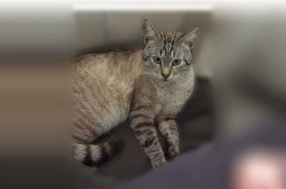 Animaux perdus Gardanne, photo: Chat perdu mâle, Avenue de Nice, 700, Gardanne - tigré/beige, sociable