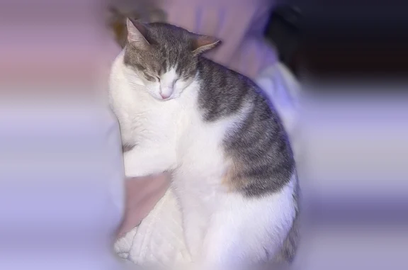 Chat perdu, Nantes, photo: Chat perdu mâle, Rue des Grands Pâtis, 28, Nantes — tatoué dans l’oreille