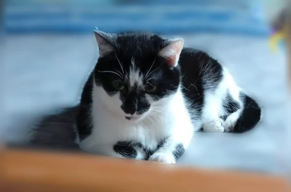 Chat perdu, Paris, photo: Perdu chat femelle, Plonéour-Lanvern, Bretagne, Paris - noire et blanche