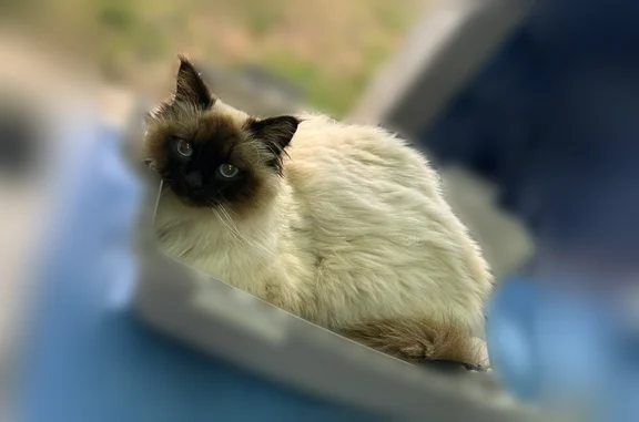 Animaux perdus Paris, photo: Chat perdu mâle, Avenue Louis Imbert, La Valette-du-Var, Paris - sacré de Birmanie, castré, pucé