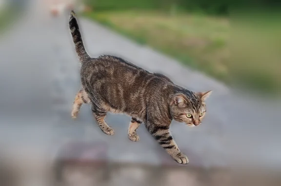 Animaux perdus Paris, photo: Chat perdu, Rue Etienne Dolet, 115, Cachan, Paris - femelle tigrée beige et noire