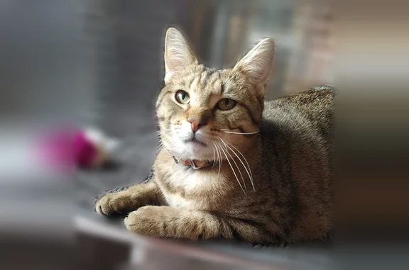 Chat perdu, Mulhouse, photo: Chat perdu, Rue d'Illfurth, 3, Mulhouse - mâle tigré