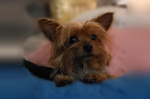 Lost dog, O'Melveny Avenue, 10...