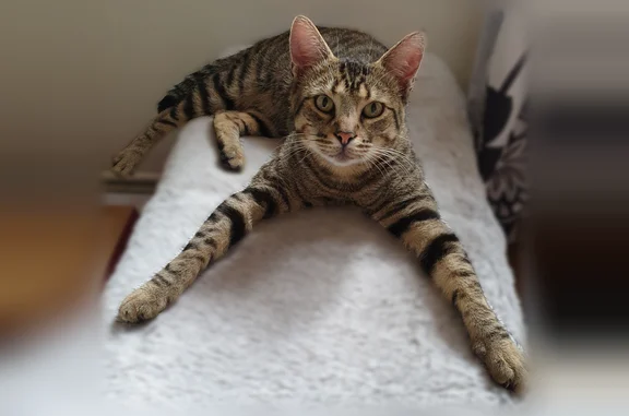 Animaux perdus Canteleu, photo: Chat perdu mâle, Rue Élie Lefèbvre, 1, Canteleu - tigré marron