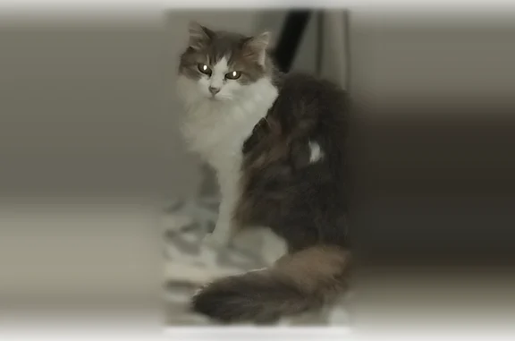 Animaux perdus Paris, photo: Perdu chat femelle, Paris - gris et blanc angora