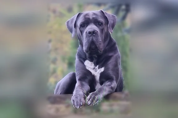 Animaux perdus Saint-Just-Saint-Rambert, photo: Chien perdu mâle, Saint-Vincent-la-Commanderie, Saint-Just-Saint-Rambert - Cane Corso gris, collier orange