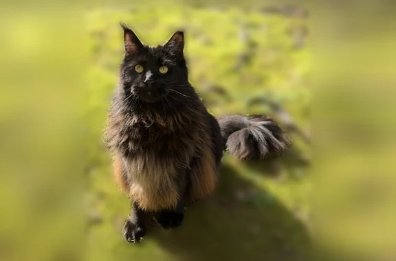 Animaux perdus Chennevières-sur-Marne, photo: Perdu chat femelle, Chemin de la Maillarde, 32, Chennevières-sur-Marne - noir et rousse, maine coon