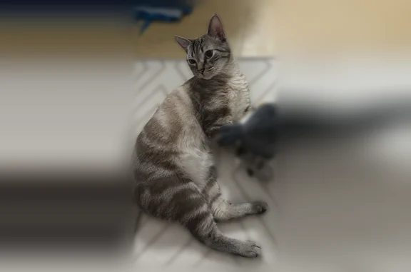 Animaux perdus Paris, photo: Chat perdu mâle, Allée de Savoie, Nanterre, Paris - européen brown tabby