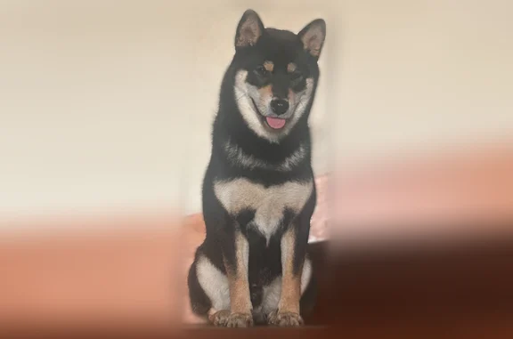 Chien perdu mâle, Rue de l'Aulne, 7, Mantes-la-Ville - noir et feu - photo