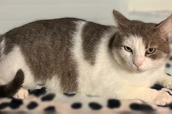 Chat perdu mâle, Rue Ferchault, Réaumur, Paris - européen blanc et gris - photo