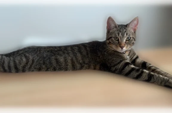 Animaux perdus Clichy, photo: Perdu chat femelle, Rue Jean-Paul Sartre, Vaulx-en-Velin, Clichy - 8 mois