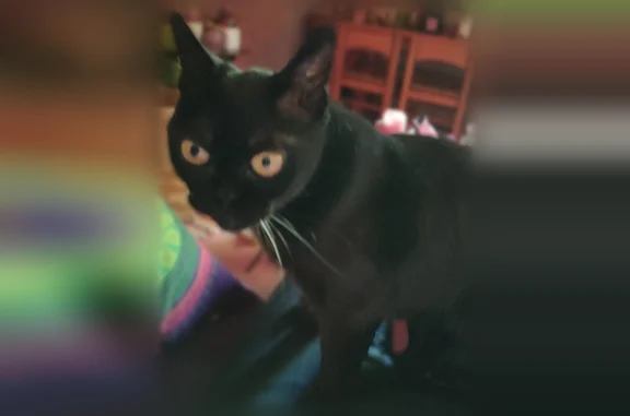 Animaux perdus Villejuif, photo: Chat perdu mâle, Allée Matisse, Villejuif - noir, Bombay