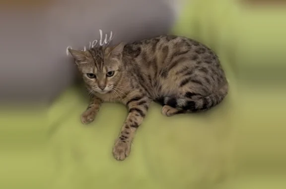 Animaux perdus Valréas, photo: Chat perdu femelle, Rue de Fontaurelle, Valréas, Nice - bengal