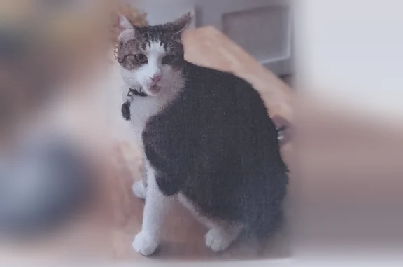 Animaux perdus Nantes, photo: Chat perdu mâle, Rue Général le Flo, Nantes, Aix-les-Bains — blanc, tigré