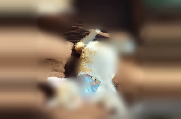 Lost cat, Clubview Boulevard North, 1155, Columbus - 6 month old, orange and white coat - photo