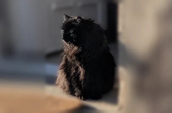 Animaux perdus Lyon, photo: Perdu chat mâle, Beaumont-lès-Randan, Lyon - noir à poils longs, craintif
