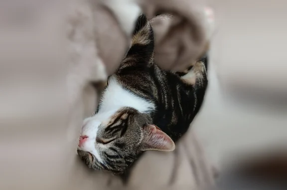 Animaux perdus Lille, photo: Chat perdu mâle, Rue du Faubourg d'Arras, Lambres-lez-Douai, Lille - tigré, yeux verts