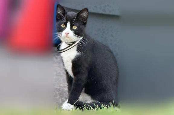 Animaux trouvés Aulnay-sous-Bois, photo: Chat trouvé mâle, Boulevard Lefèvre, 157, Aulnay-sous-Bois - petit, noir et blanc, collier anti-puce