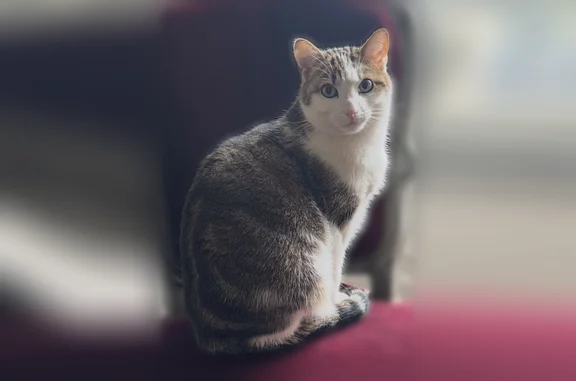 Animaux perdus Nancy, photo: Chat perdu mâle, Rue de la Ravinelle, 26, Nancy - race européenne blanc et tigré